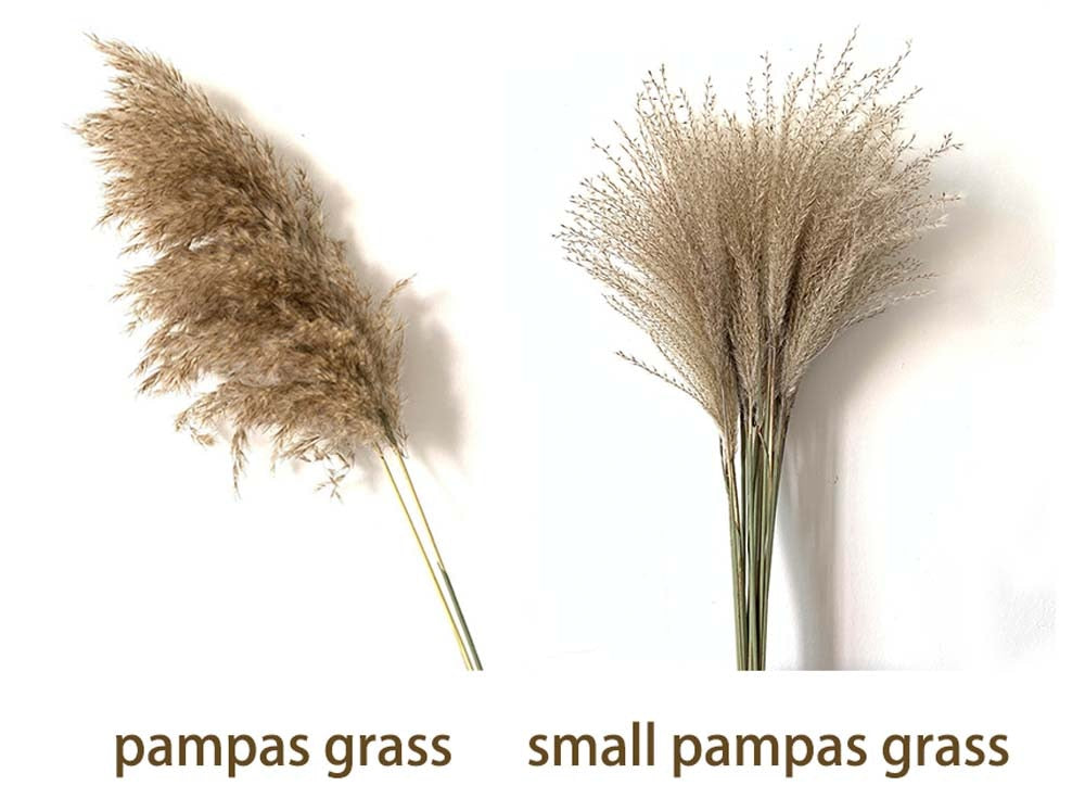 Fluffy Pampas Grass