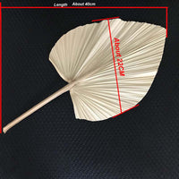 Thumbnail for Dried Palm Leaves